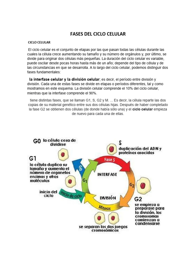 El Ciclo Celular | PDF | Ciencia y matemáticas