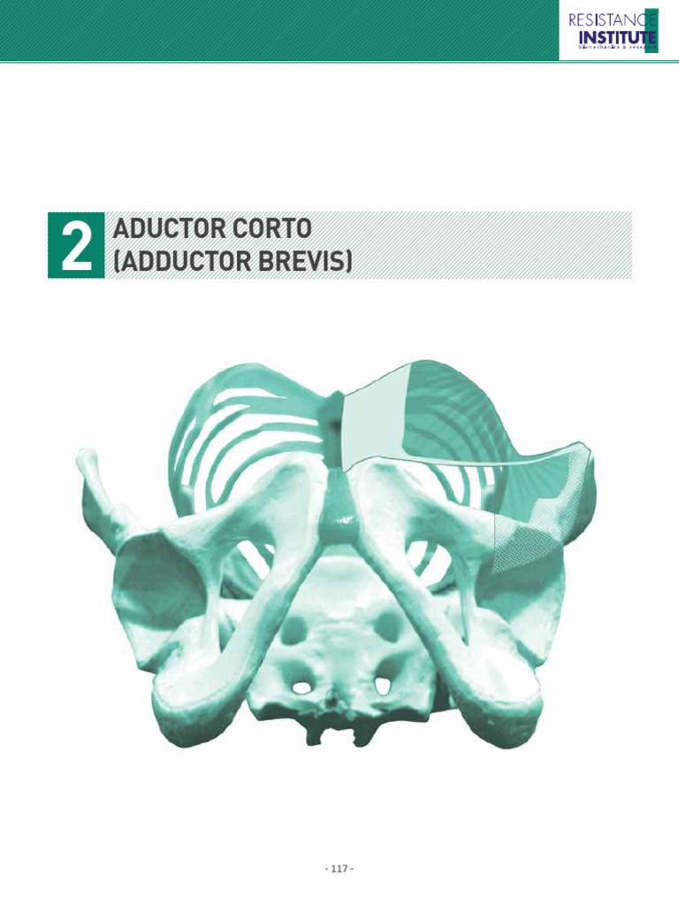 ANATOMÍA ADUCTOR CORTO PDF Músculo Anatomía