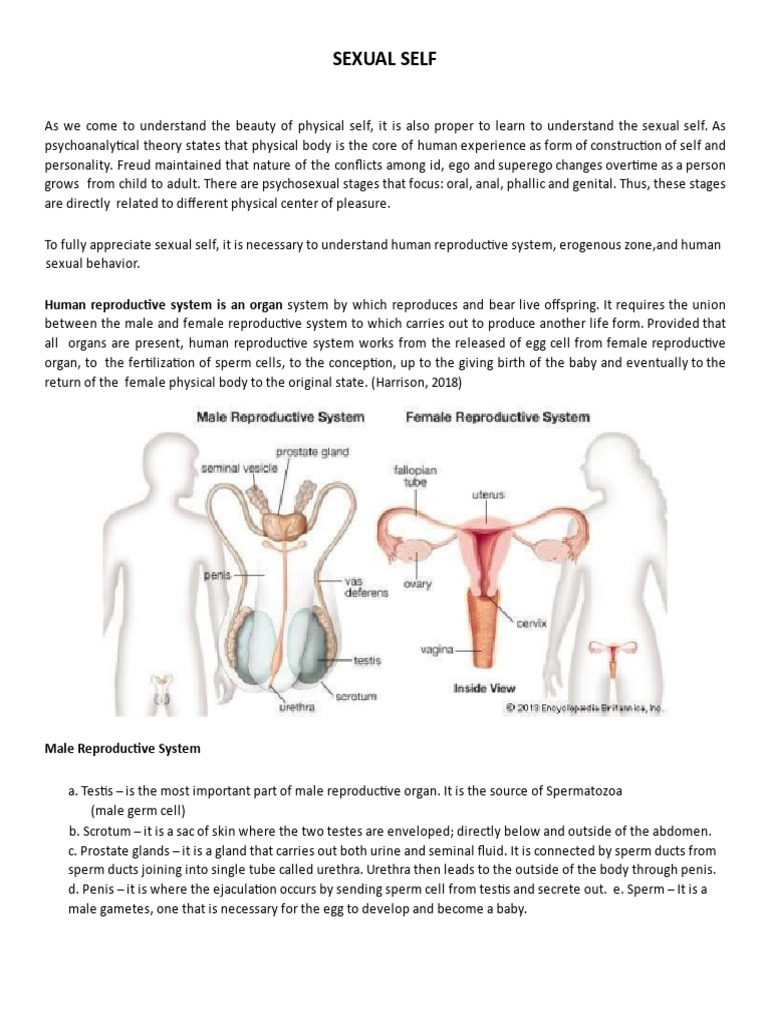 Uts Sexual Self Group 2 | PDF | Sexual Arousal | Orgasm