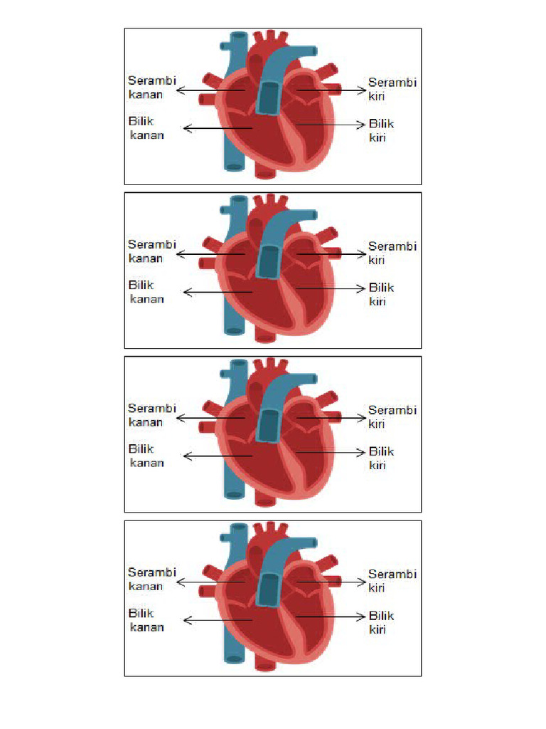bagian-bagian jantung | PDF