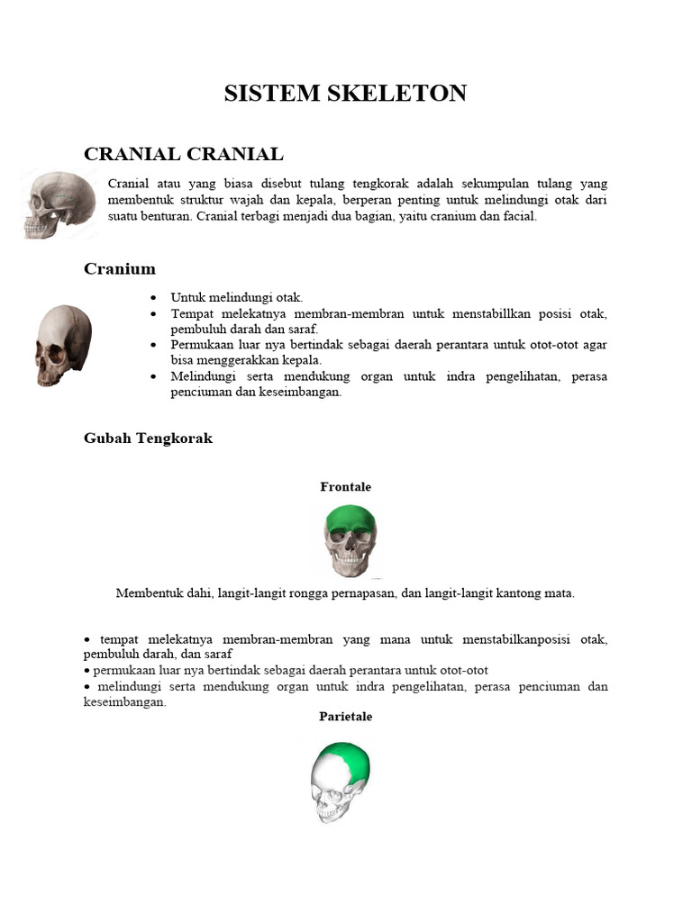 sistem-skeleton-pdf