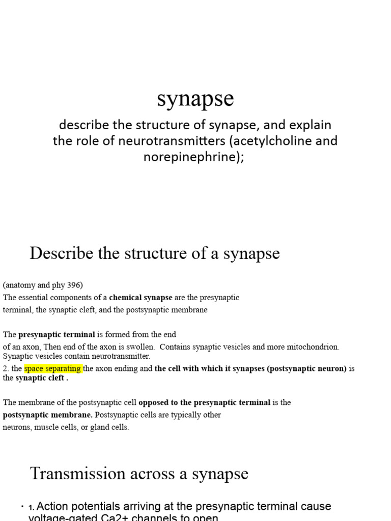 Lesson 3 Synapse | PDF | Chemical Synapse | Neurotransmitter