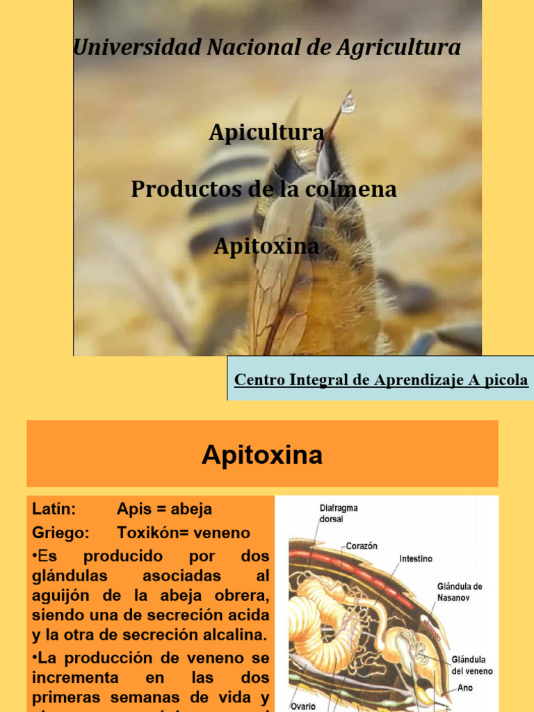13 Apitoxina | PDF