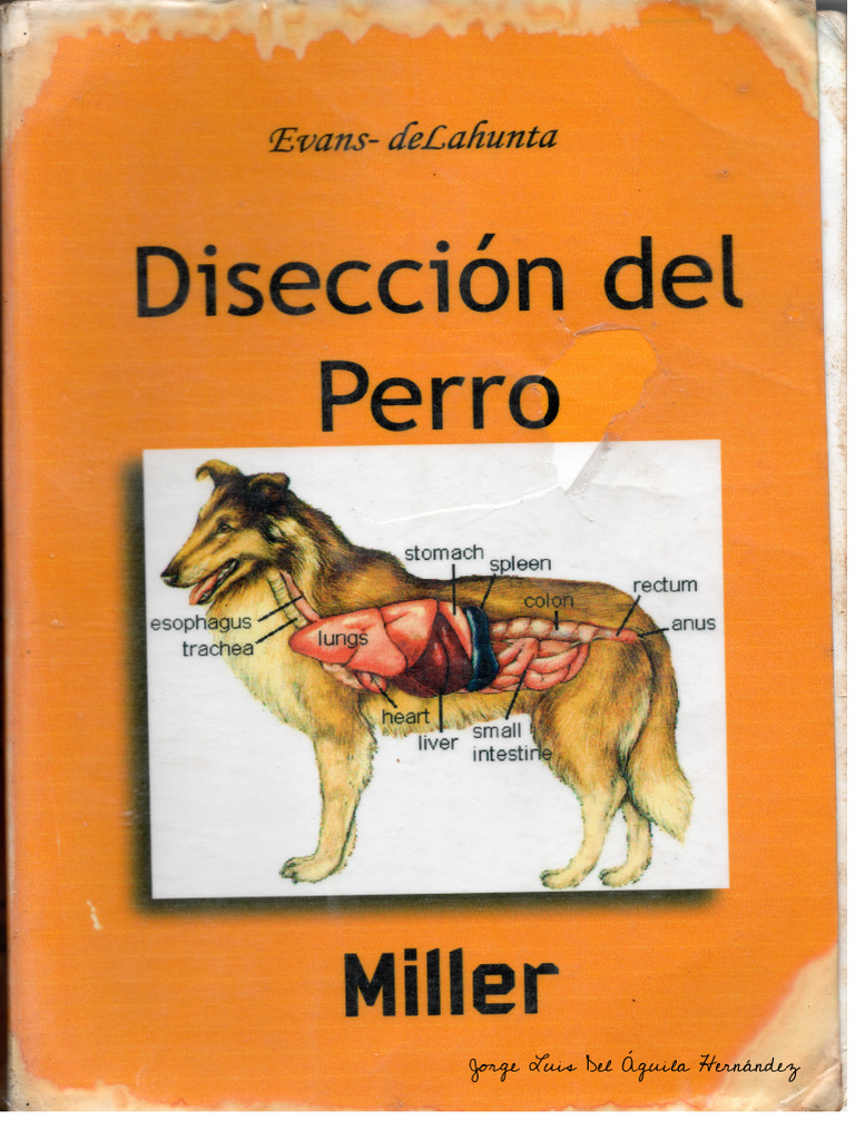 Anatomía y Disección del Perro | PDF
