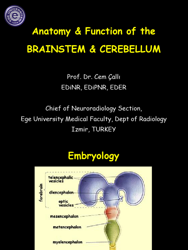 Cerebellum and Brainstem Anatomy Overview | PDF | Cerebellum | Brainstem