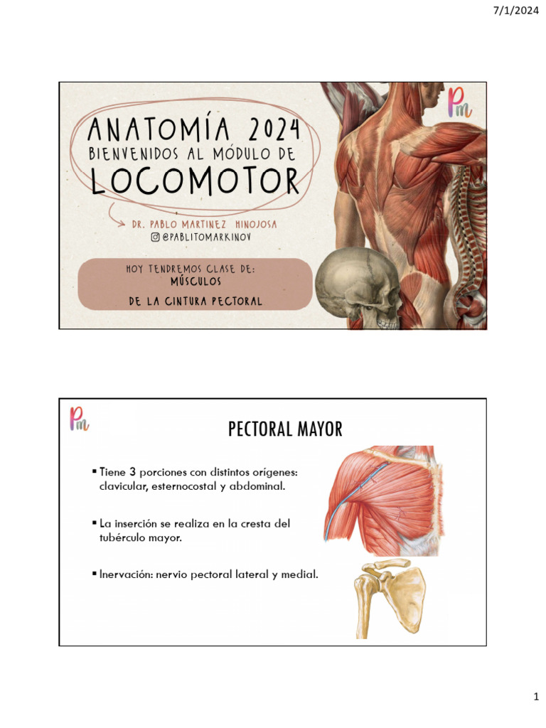 Anatomía de los Músculos Pectorales | PDF | Sistema musculoesquelético ...