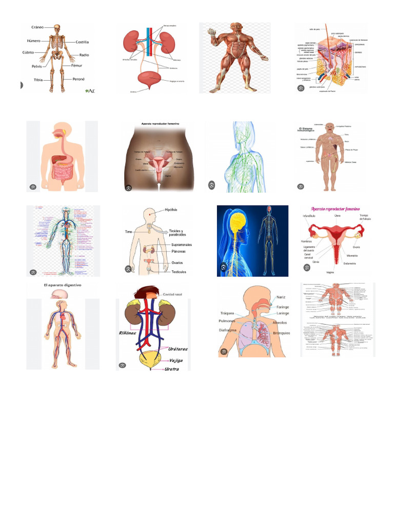 Los Sistemas Del Cuerpo Humano | PDF