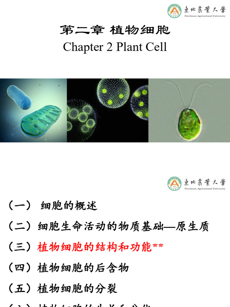 3 +植物细胞-王英男| PDF, image size:768x1024