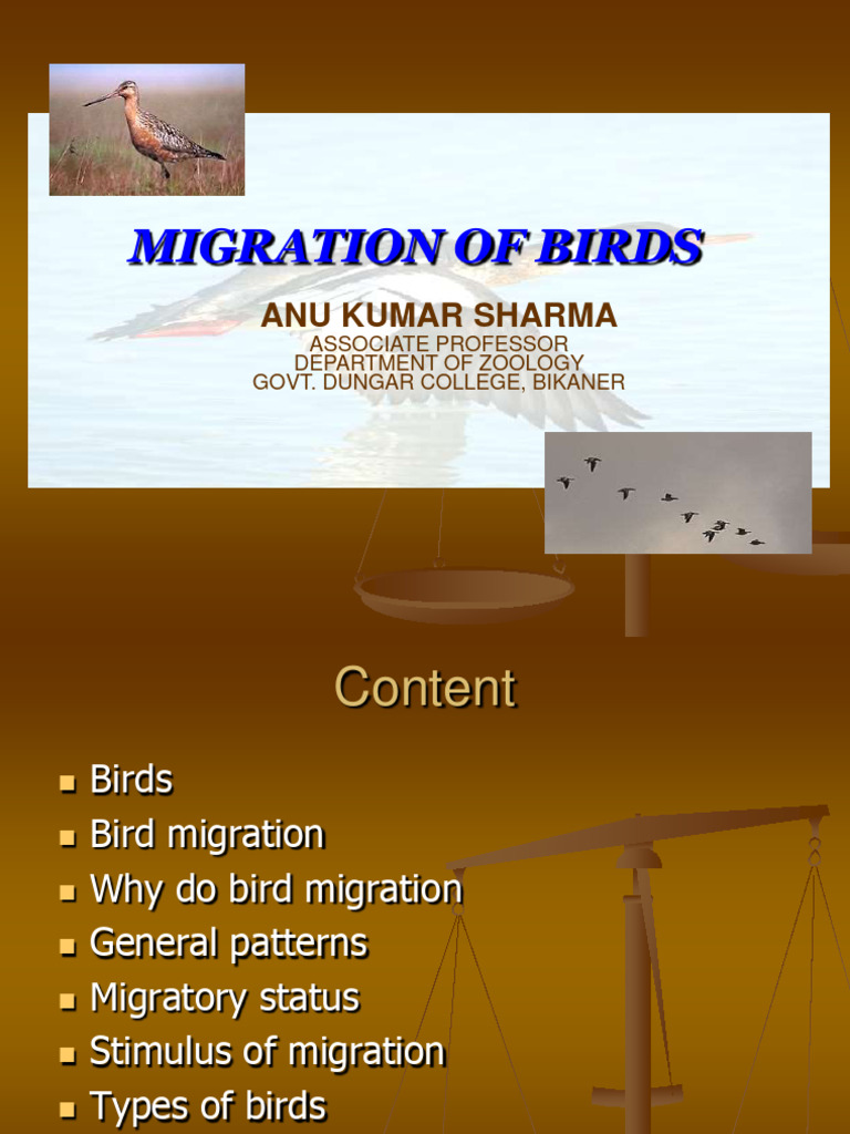 Migrationbirds 200414133323 | PDF | Bird Migration | Birds