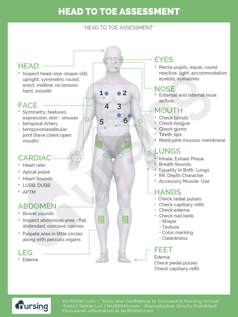 Comprehensive Head to Toe Assessment Guide | PDF | Lung | Heart