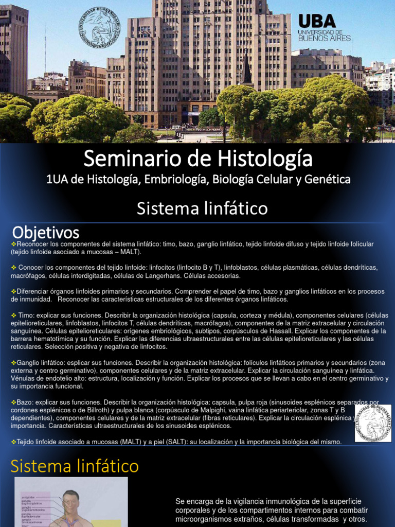 Anatomía Sistema Linfático Universidad De Buenos Aires Pdf Ganglio