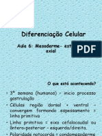 Diferenciação do mesoderme e formação dos somitos