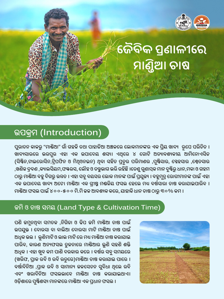 A5 Organic Cultivation of Ragi (Odia) | PDF