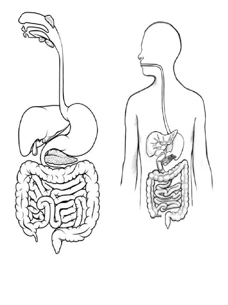Imagenes Del Sistema Digestivo Pdf