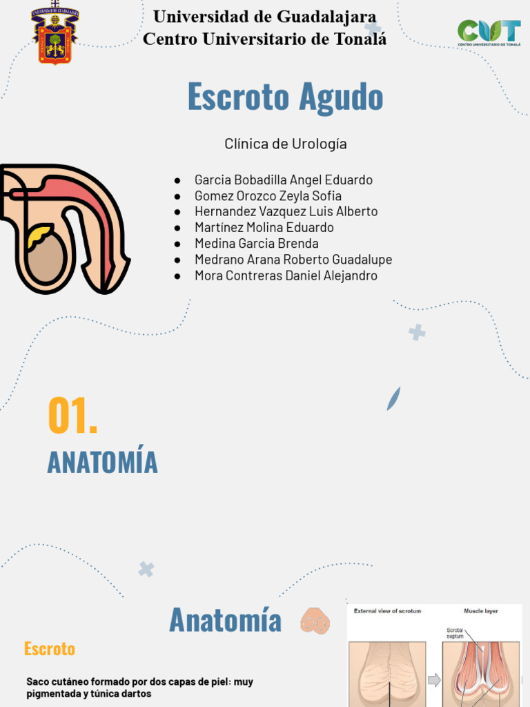 Anatomía y Patologías del Escroto | PDF | Medicina CLINICA ...