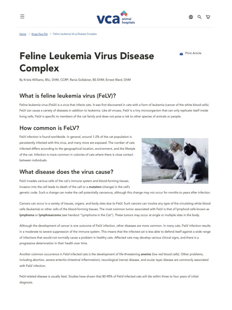 Stunning Feline Leukemia Virus Infection Process image