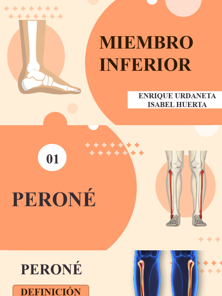 Miembro Inferior | PDF