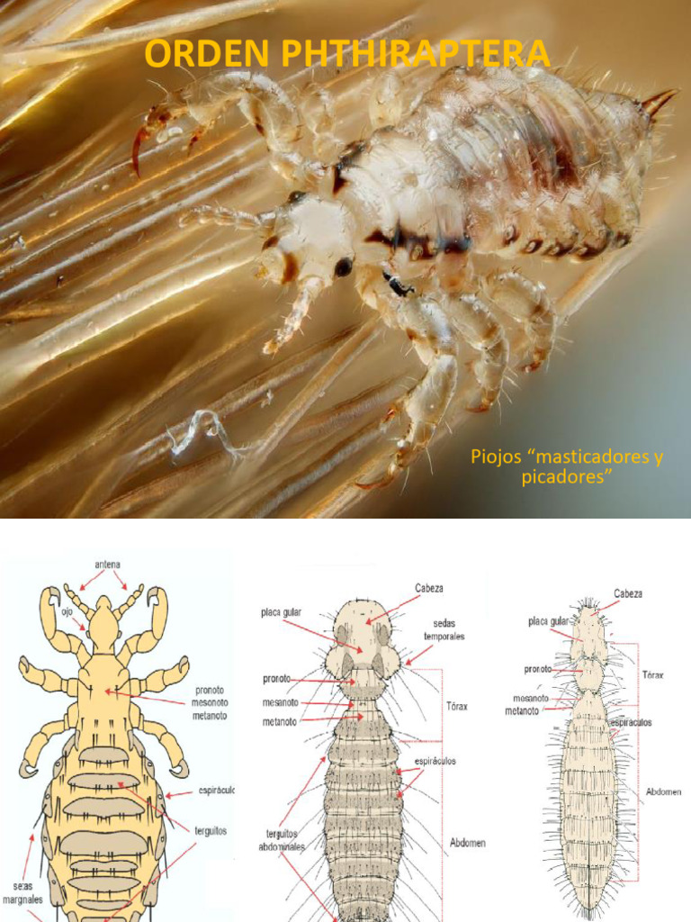 Características del Orden Phthiraptera | PDF