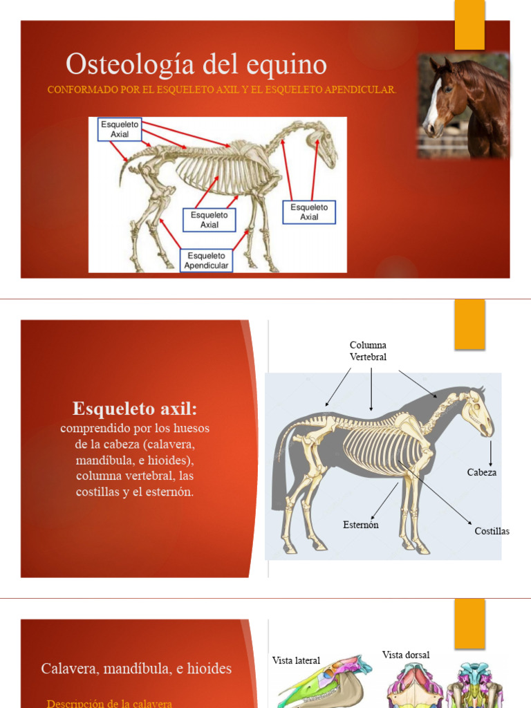 Osteología Del Equino Pdf Esqueleto Tórax