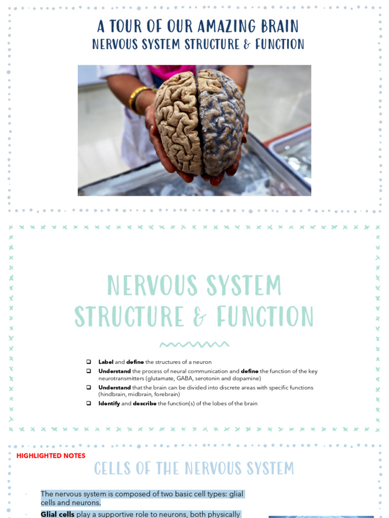 Brain and Nervous System Overview | PDF | Neuron | Synapse