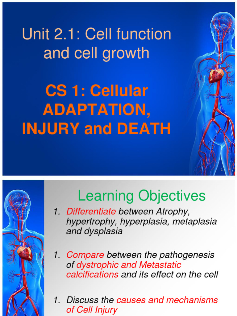 Cellular Adaptation and Injury | PDF | Reactive Oxygen Species | Biology