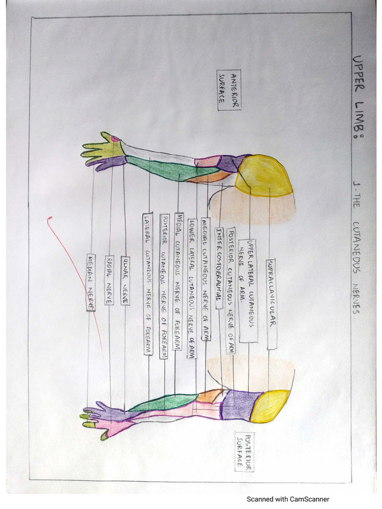 Gross Anatomy Record | PDF