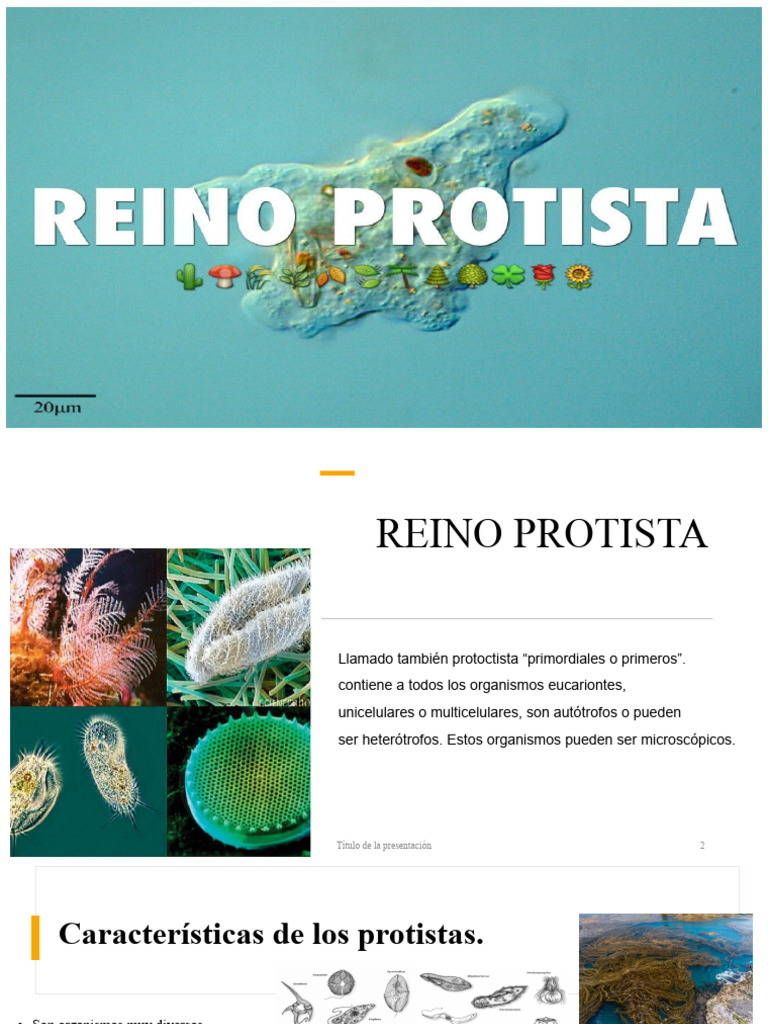 Reino Protista | PDF | Algas | Las bacterias
