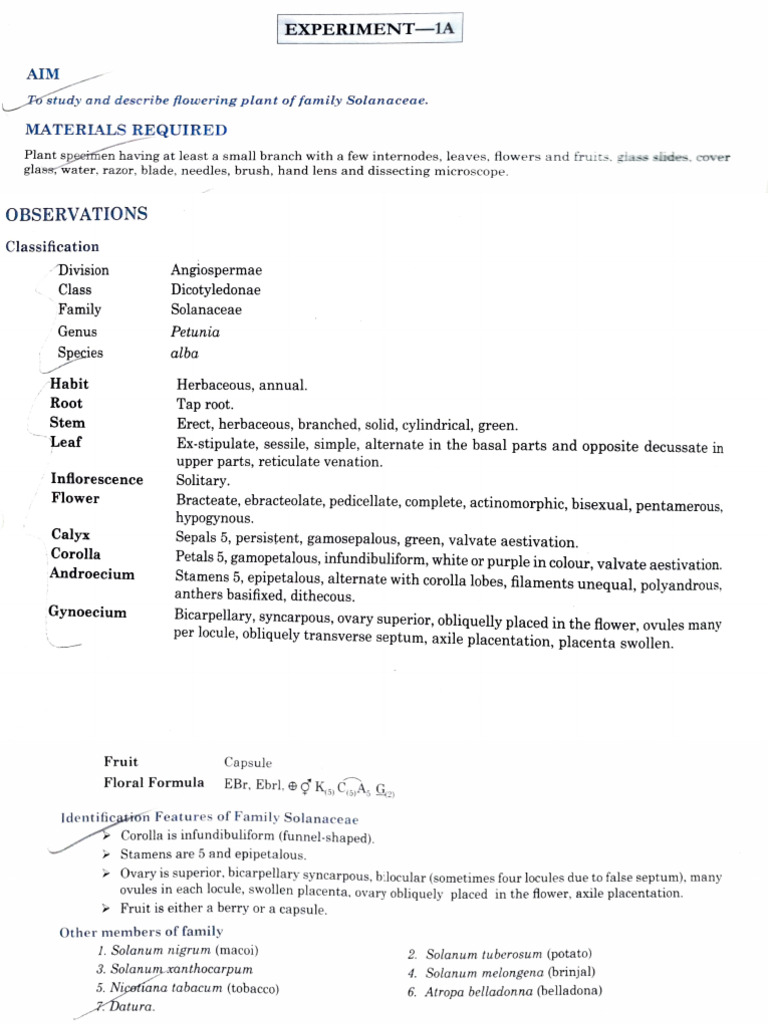 Biology Experiment (Solanaceae, Ts of Stems) | PDF | Plant Stem ...