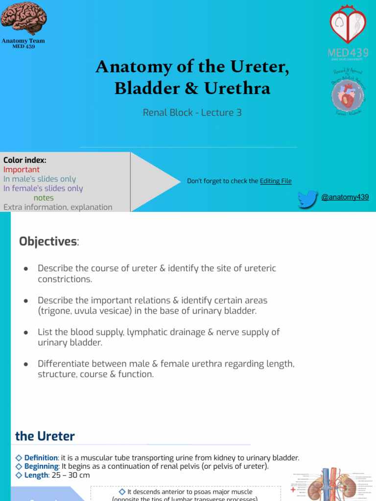 3 Anatomy Of The Ureter Bladder Urethra Pdf Prostate Pelvis