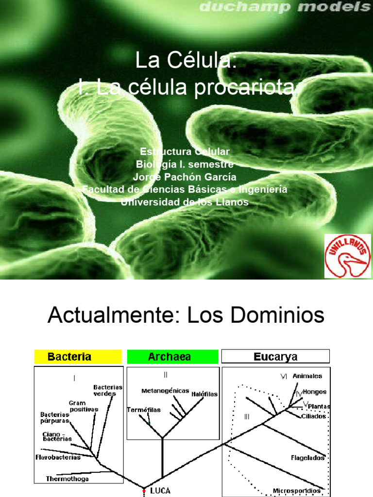 La célula procariota | Descargar gratis PDF | Las bacterias | Biología ...