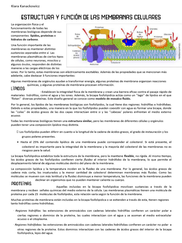 C8 - Estructura y Función de Las Membranas Celulares | PDF | Membrana ...