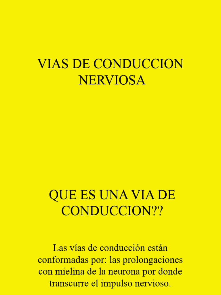 Vía Táctil Protopática en Conducción Nerviosa | PDF | Cerebro | Neurona