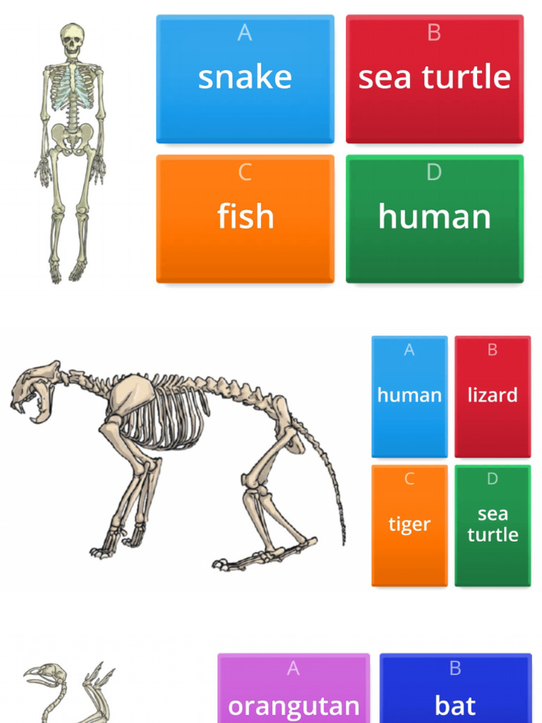 Wordwall Esqueletos 2024 | PDF