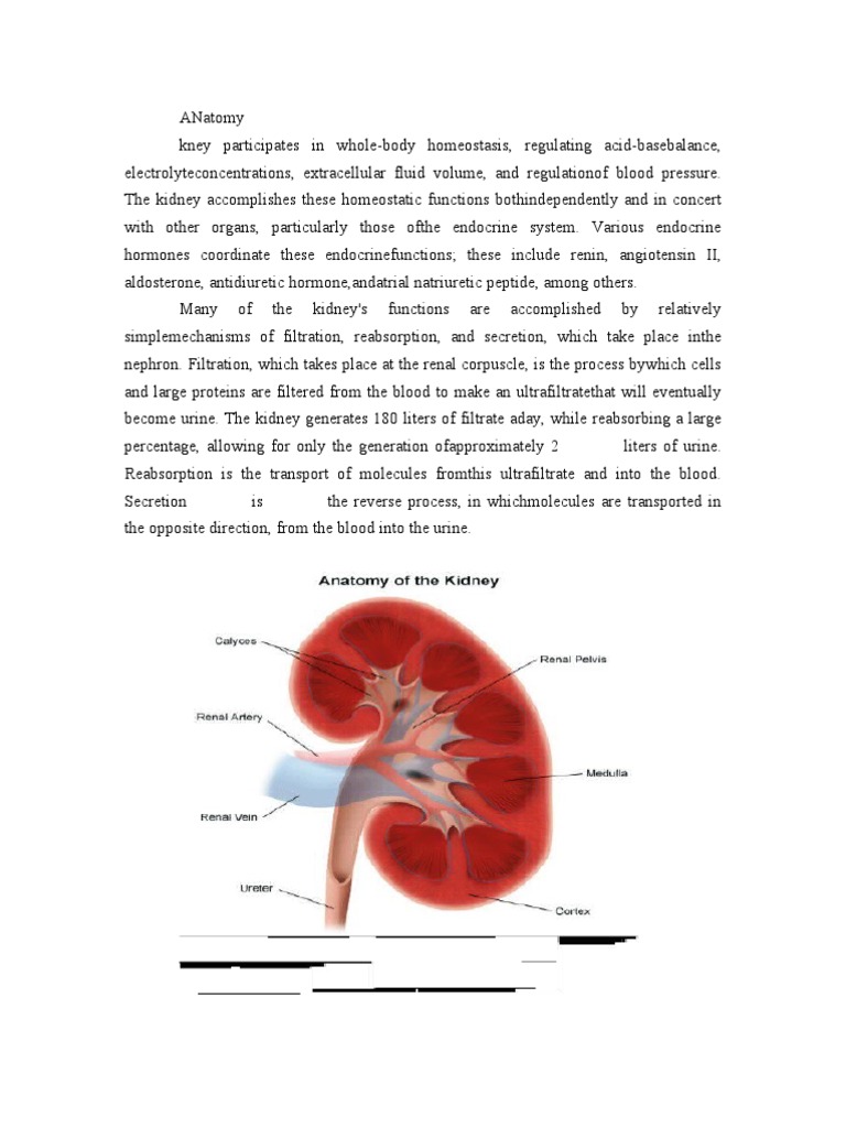 en | Kidney | Urology