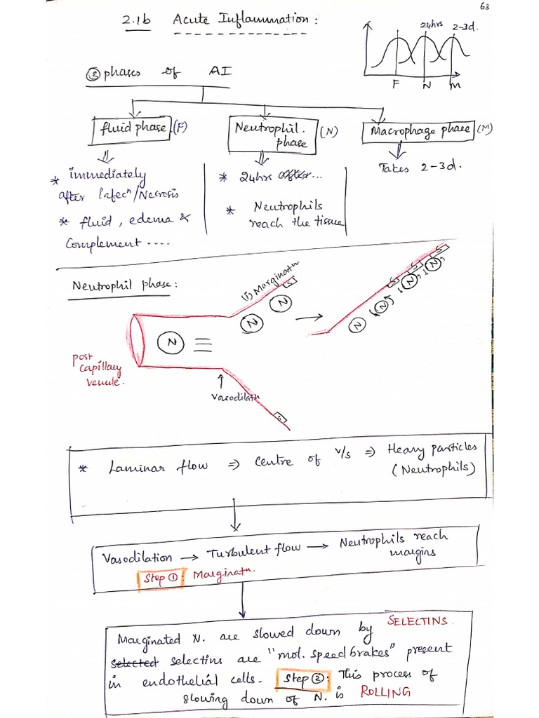 2.1 B Acute Inflammation | PDF