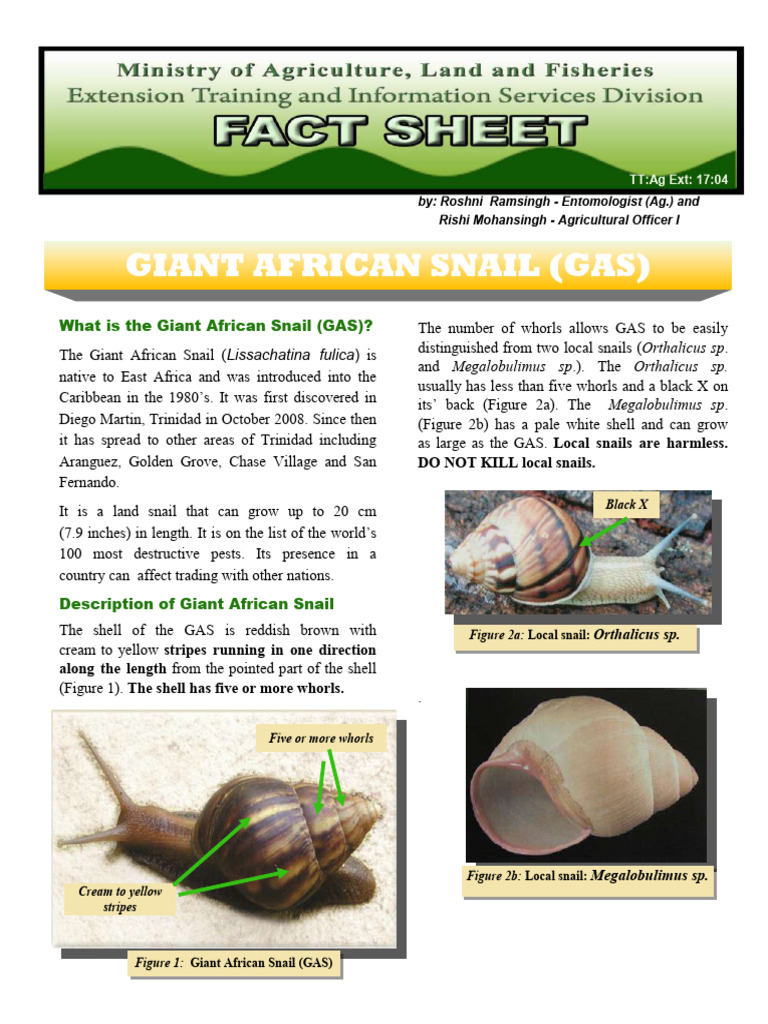Managing Giant African Snails in Trinidad | PDF | Pesticide