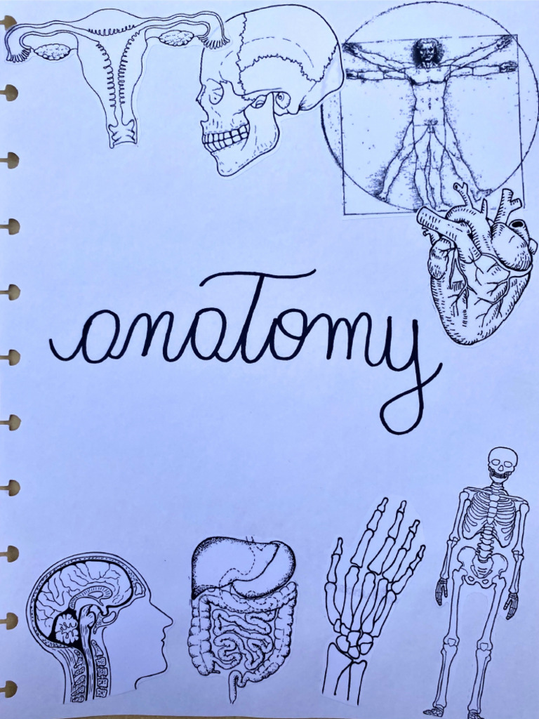 ANATOMIA PDF GRATIS visual data 7