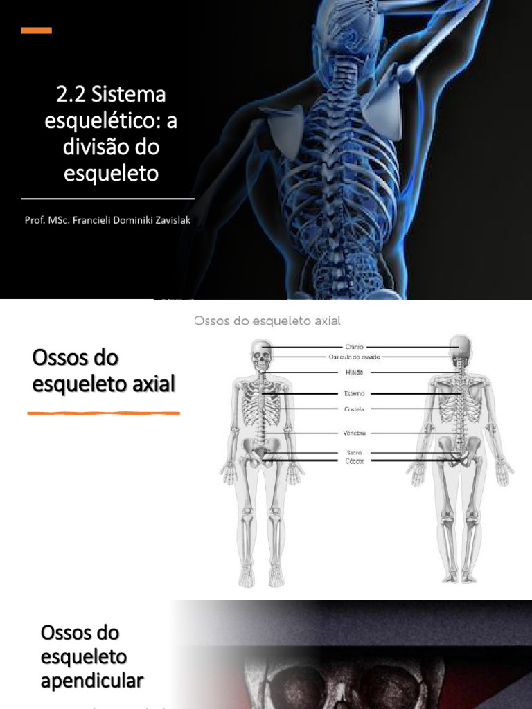2.2 Sistema Esquelético a Divisão Do Esqueleto | PDF | Crânio | Coluna ...