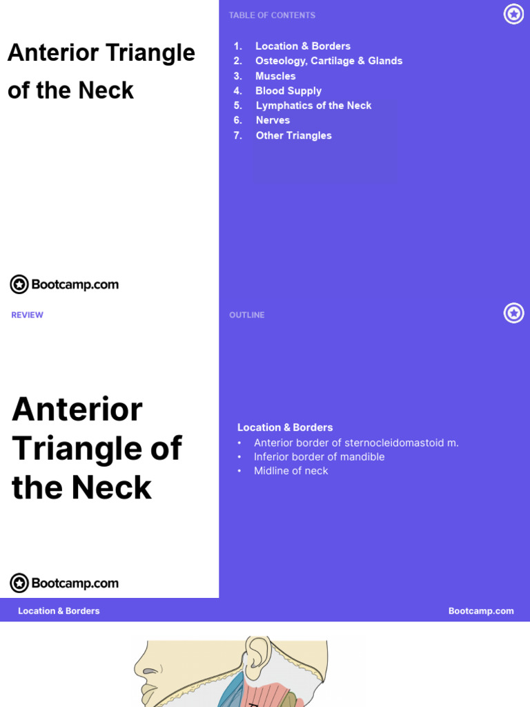Anterior Triangle of The Neck | PDF | Common Carotid Artery | Neck