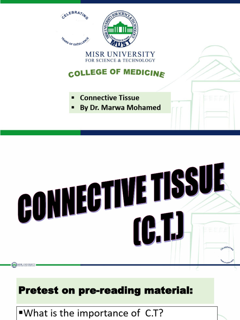 Connective T Interactive Part 1 | PDF | Connective Tissue | Fibroblast
