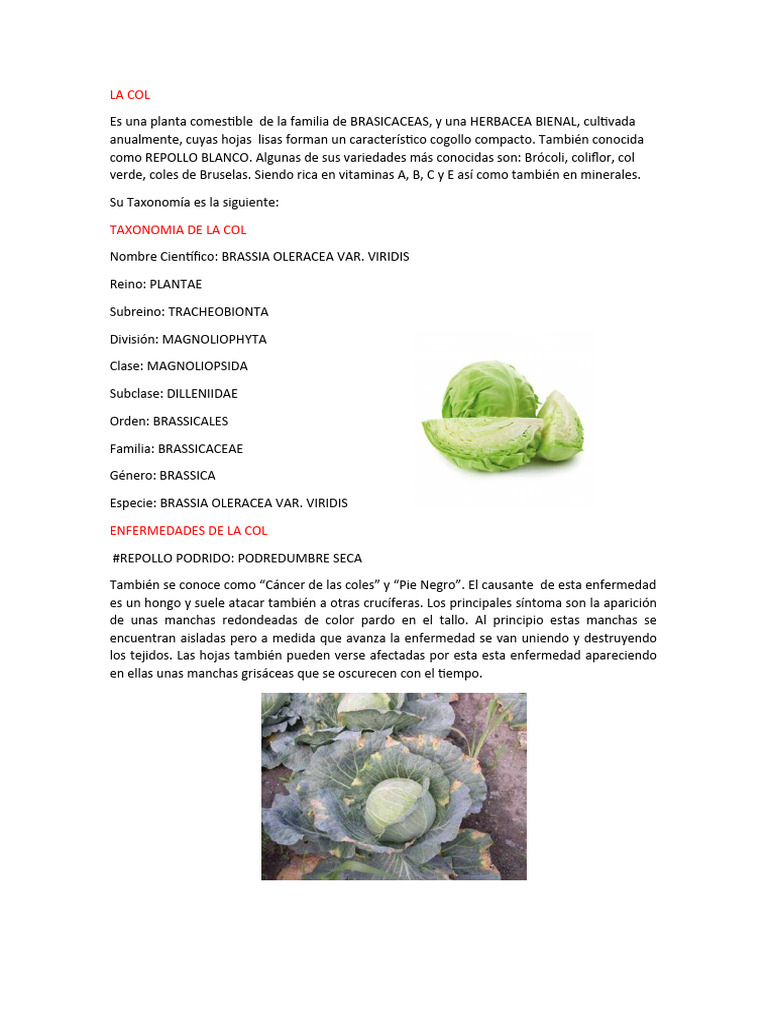 Enfermedades Comunes de la Col | PDF | Hogar, jardinería y bricolaje