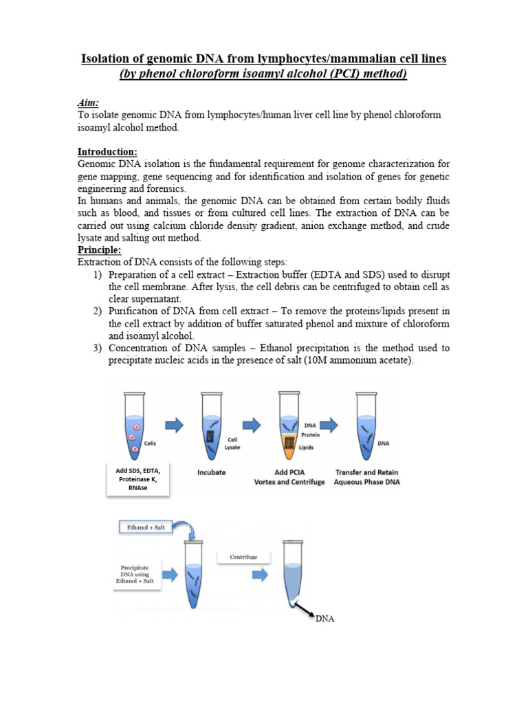 Genomic DNA Extraction from Cells | PDF | Agarose Gel Electrophoresis ...