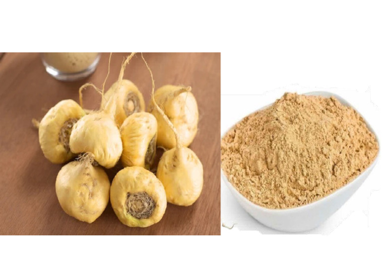 MACA | PDF