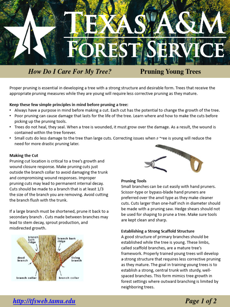 How Do I Care For My Tree - Pruning Young Trees | PDF | Pruning | Trees