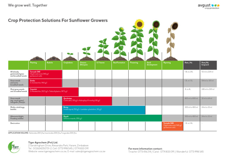 Sunflower | PDF | Weed | Plants