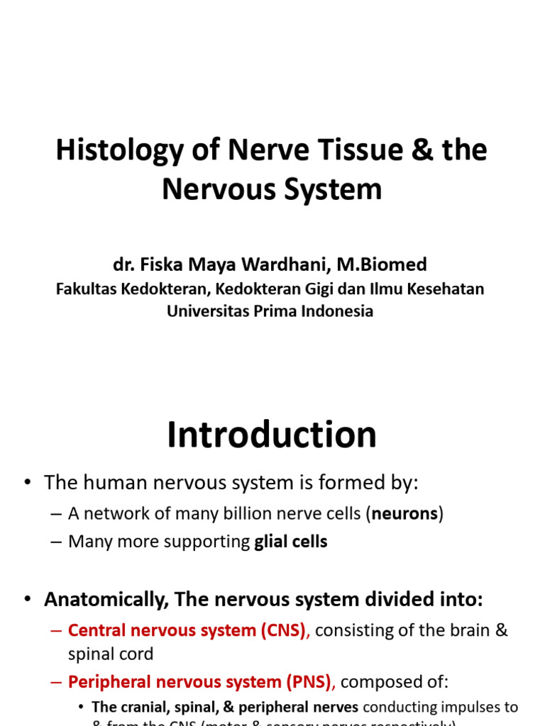 Nerve Tissue Histology Overview | PDF | Axon | Synapse