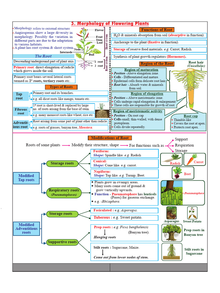 Morphology of Flowering Plants Overview | PDF | Leaf | Seed