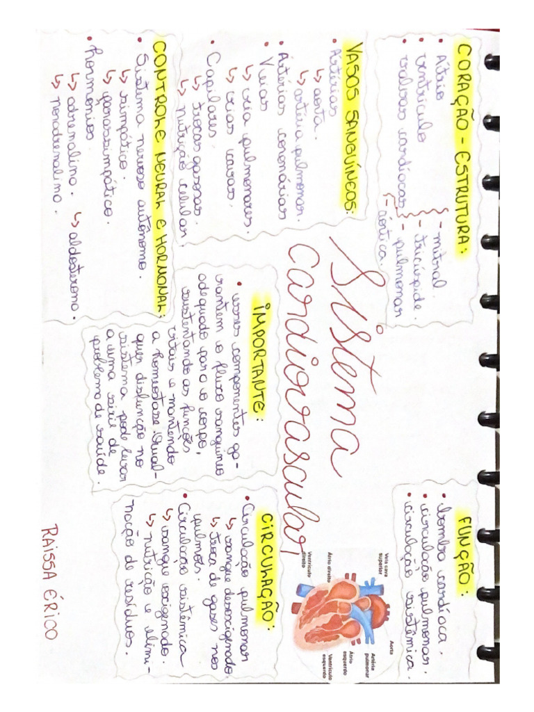 Mapa Mental Sistema Cardiovascular Pdf