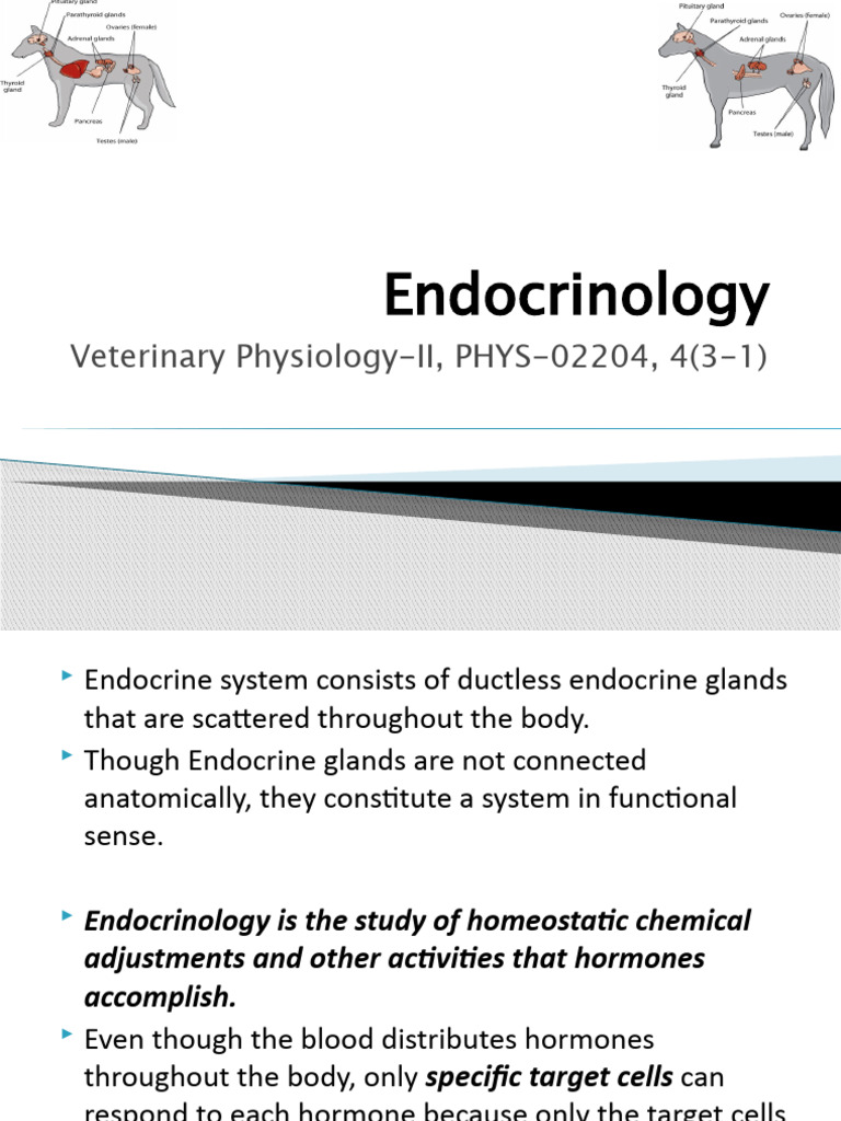 Understanding Endocrinology Functions | PDF | Luteinizing Hormone ...