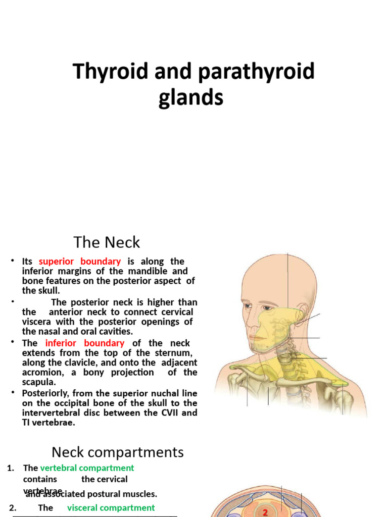 2 - Thyroid and Parathyroid | PDF | Neck | Common Carotid Artery